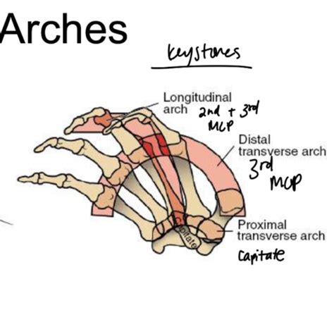 Biomechanics Hand Flashcards Quizlet