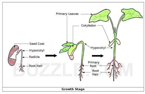 Parts Of A Green Bean Plant