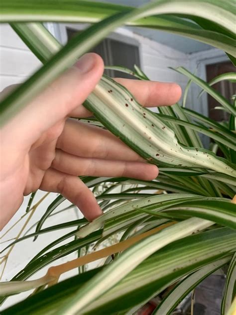 7 Common Spider Plant Diseases And How To How To Treat Them Indoor Garden Web