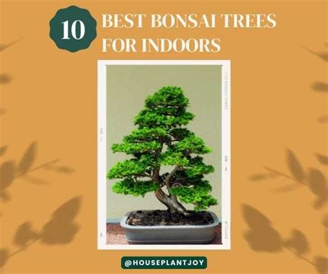 Best Bonsai Trees For Indoors