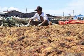 Tembus Pasar Korea Ketua Dpd Ri Rumput Laut Samarinda Harus