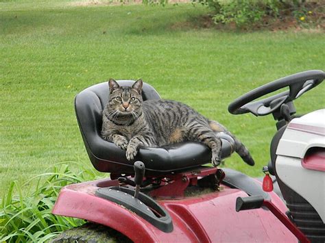 Lawn Mower Kitty Lawn Mower Mower Lawn