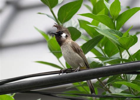 bulbul indian bird  photo  pixabay