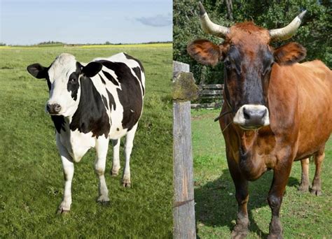 Difference Between An Ox And A Cow