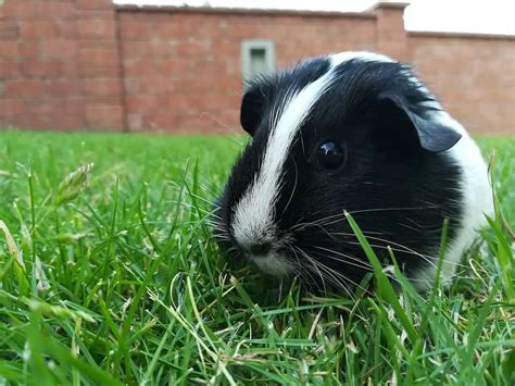 21 Amazing Guinea Pig Colors & Patterns (With Pictures) | ThePetFAQ