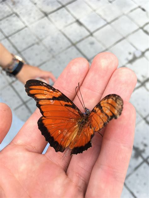 Mariposa Pasionaria De Alas Largas Desde Salento CO QD CO El 10 De