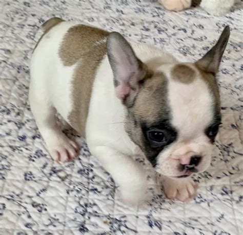 Fawn Pied Female French Bulldog: Daphne-9149 - The French Bulldog