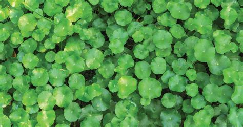 Centella Asiatica The Miracle Plant