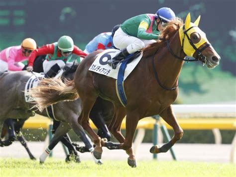 【みやこs展望】チャンピオンズcの前哨戦、あの馬の大駆けを期待したい 競馬ニュース Netkeiba