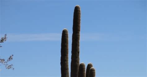 Math, Science, and Technology Blog: Common Arizona Cacti