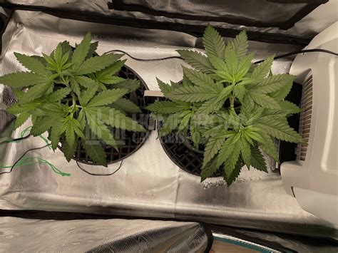 Jack Herer Feminized Cannabis Seeds Week 6 Grow Journal By Sudo Jack