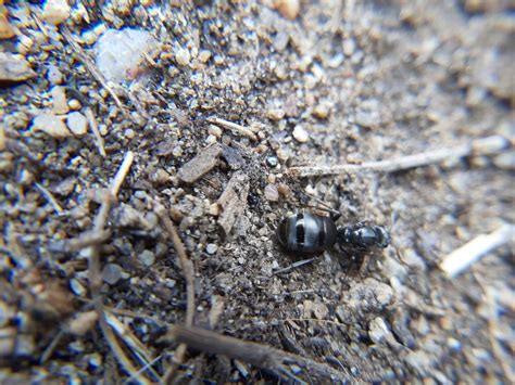 Silky Field Ant From Kipling Wheat Ridge CO 80033 USA On July 27