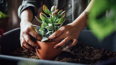 Plantas Crasas Consejos Y Trucos