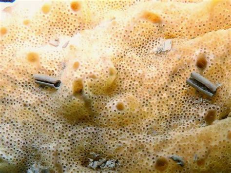 carpet sea squirt pirsa