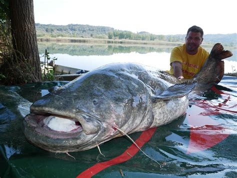 Angeln Am Ebro Bei Extreme Ebrofishing Zum Vollmond Im Mai Extreme