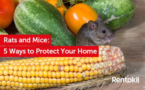 Rat & Mice - 5 ways to protect your home - deBugged