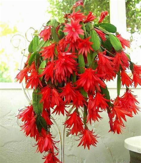 Red Orchid Cactus Disocactus Ackermannii Etsy