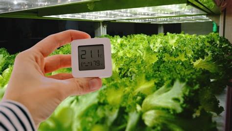 Temperatura Y Humedad Ideales En Cultivo De Interior