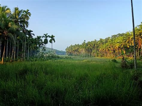 Paddy Field Sunrise, Green Nature Stock Image - Image of plantation ...