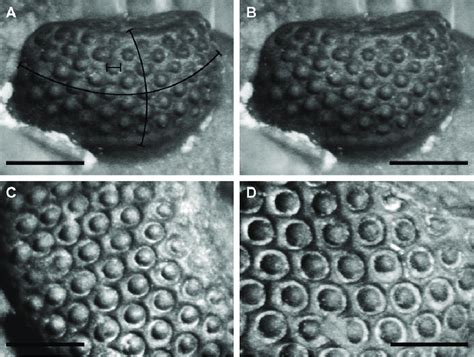 sample images   eyes   trilobite eldredgeops rana collected