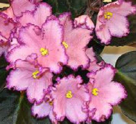 Austin’s Smile – Tumut Valley Violets