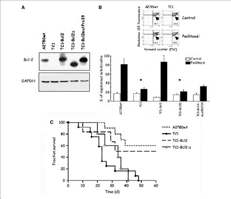 A Western Blot Showing Bcl 2 Expression In Mitochondrial Extracts