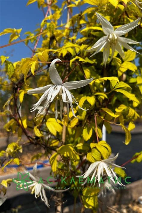 Купить Клематис Люминос Сноу (Luminous Snow) — АС-Клематис