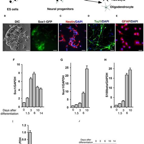 A Schematic Of In Vitro Neural Differentiation Of Mouse ES Cells