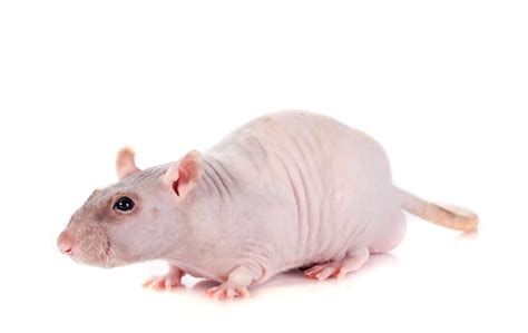 Premium Photo Nude Rat