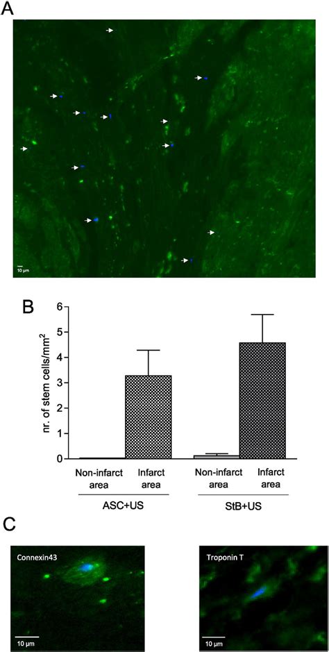 In Vivo Stem Cell Retrieval A Fluorescence Microscopy Image Of