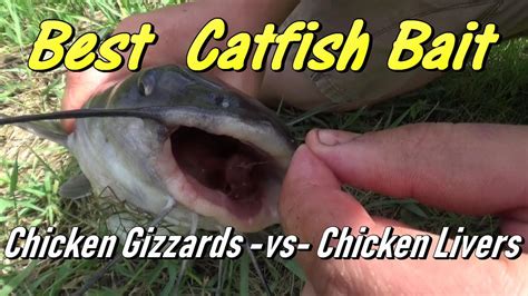 Catfishing Best Bait Chicken Livers Vs Chicken Gizzards YouTube