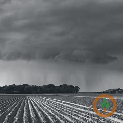 South Dakota Grower Says Storm Damage To Crops Punch In The Gut