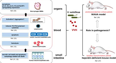 Frontiers Vibrio Vulnificus Hemolysin Biological Activity