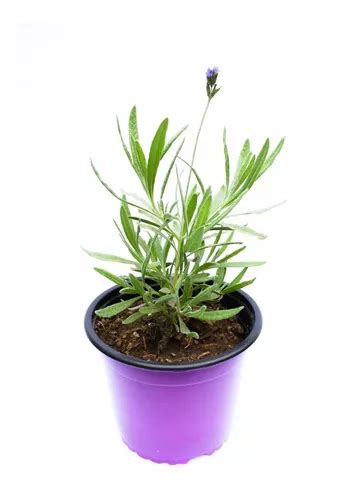 Lavanda Planta Arom Tica Original Maceta Flor Jardin Cuotas Sin Inter S