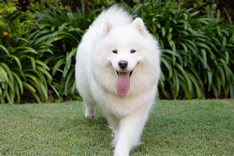 What Is A White Fluffy Dog Called