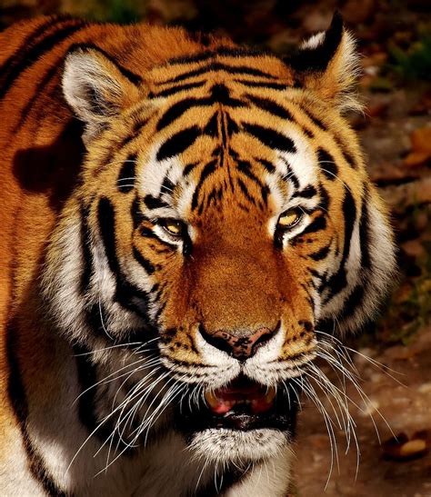 HD wallpaper: photography of tiger, predator, fur, beautiful, dangerous ...