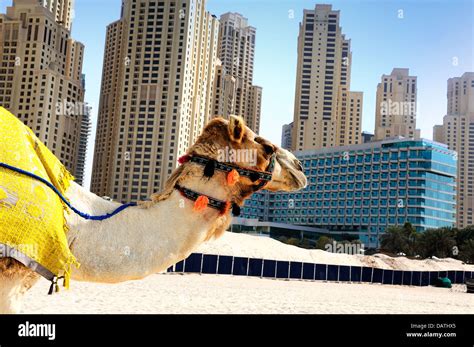 Camel In The City Stock Photo Alamy