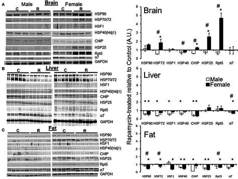 Both proteasome subunits and proteasome-related chaperones in brain ...