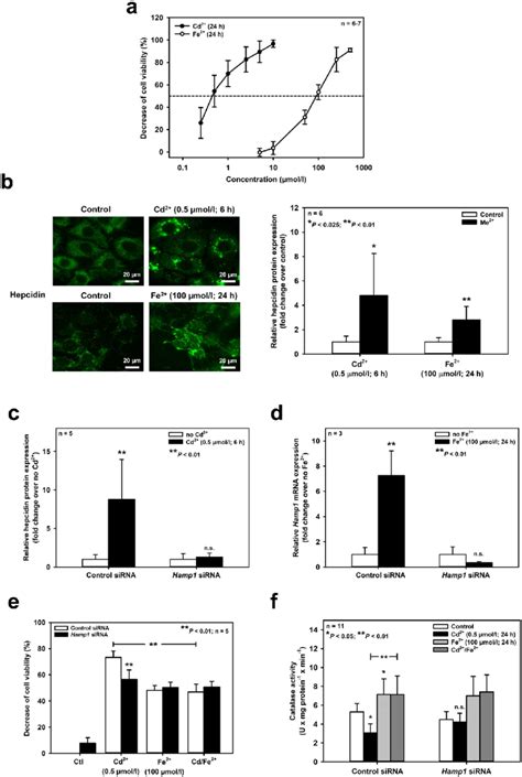 Cd 2 And Fe 2 Increase Hepcidin Expression Which Sensitizes Mouse