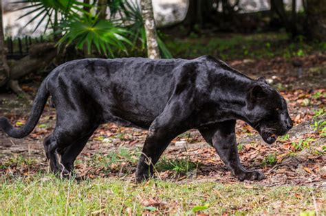 Pantera Negra Puma Animal - Puma Negro Animal Caracteristicas - Sitios Online Para Adultos En Navarra