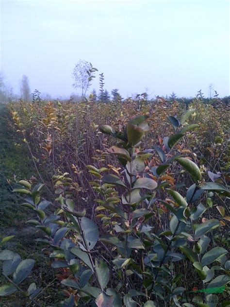 红王子锦带红叶石楠金叶莸红帽月季八仙花法国冬青龟基地 种植厂家 产地报价单 江苏省沭阳昌盛绿化苗木园艺场