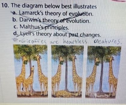 Solved: The diagram below best illustrates a. Lamarck's theory of evolution. b. Darwin's theory ...