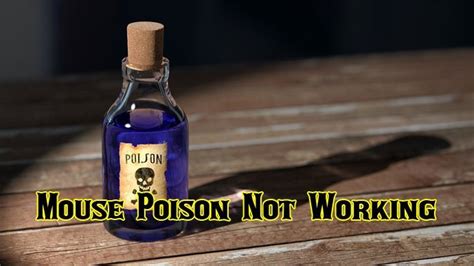 Mouse Poison Not Working | Common Mistakes You Should Fix