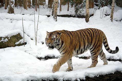 Siberian Tiger Facts for Kids