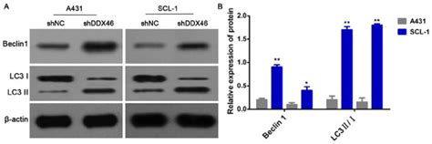 Protein Expression Levels Of Beclin 1 And Lc3 Iii A Western