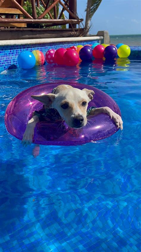 Venturapark Abre Sus Puertas A Las Mascotas