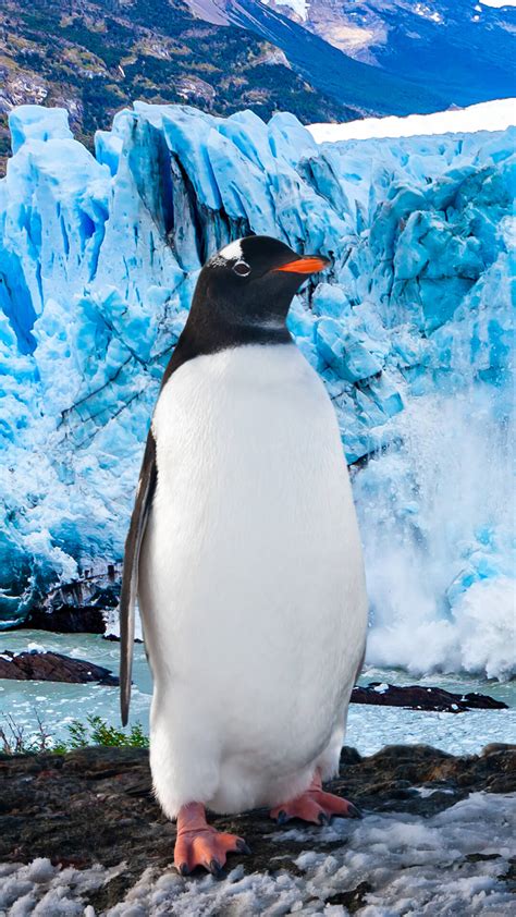 Pinguin