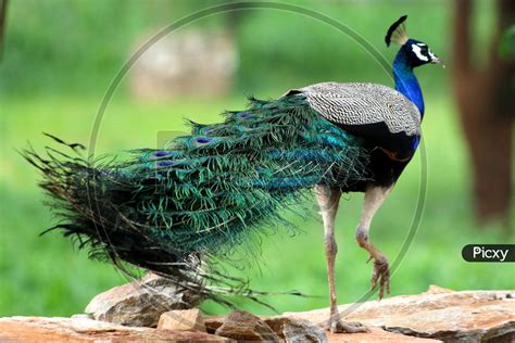 Image Of Peacock The National Bird Of India Are Seen On The Forest