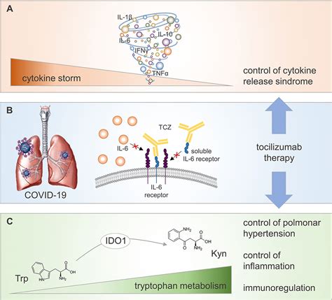 Frontiers Potential Benefits Of Tryptophan Metabolism To The Efficacy