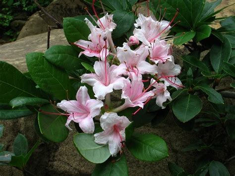 Rhododendron ARBORESCENS или Рододендрон Древовидный (семена)